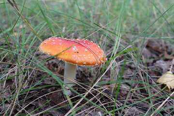a poisonous mushroom inedible fly agaric with a red cap grows in the forest in the grass