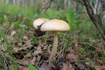 poisonous mushroom inedible grows in the forest in the grass