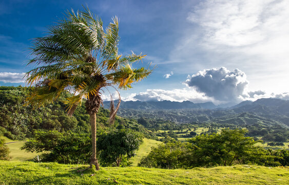 Palm Tree on Green Hill Overlooking Tropical Forests and Jagged Mountains outside of Clark, Philippines - Pampanga, Luzon, Philippines 