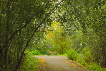 walking trail in the woods and  the bench