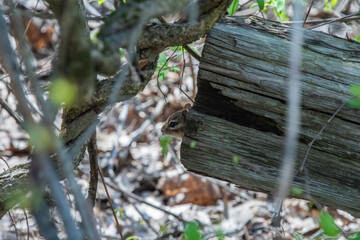 peek