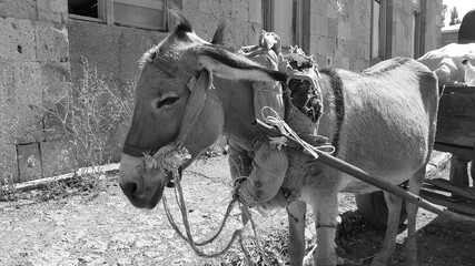 Donkey with a cart and cargo. On carts drawn by a donkey. Pet. A heavy yoke. Assistant for...
