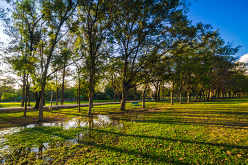 Green tree park sunset foliage meadow with blue sky cloud