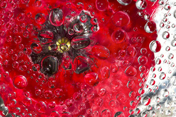 Drops of water flow down on the surface of a red flower with a black-beige center. 