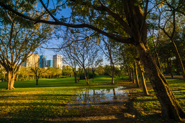Green tree park sunset foliage meadow with blue sky cloud