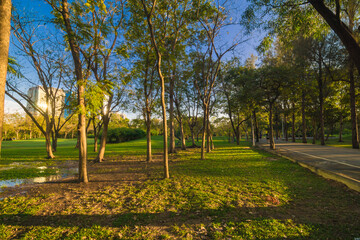 Green tree park sunset foliage meadow with blue sky cloud