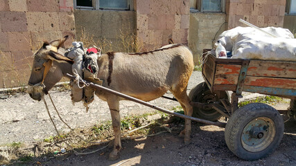 Donkey with a cart and cargo. On carts drawn by a donkey. Pet. A heavy yoke. Assistant for...