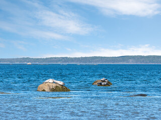 Gray seal pup portrait, wandering on the shore, looking at camera, Bic National Park, Quebec, Canada