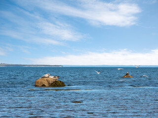 Gray seal pup portrait, wandering on the shore, looking at camera, Bic National Park, Quebec, Canada