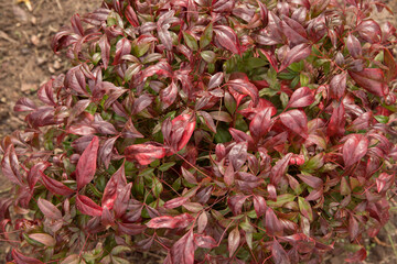 Ornamental shrub. Closeup view of Nandina domestica Fire Power, also known as Heavenly bamboo, beautiful red leaves, growing in the garden.