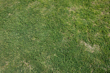Natural texture and pattern. Closeup view of green grass growing in the golf course. 