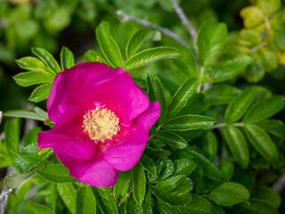 Fushia colored peony with a yellow center in a springtime garden.