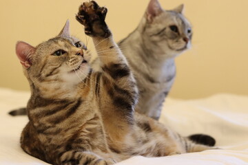 高く手を挙げる猫のアメリカンショートヘア
American shorthair cat raising his hand high.