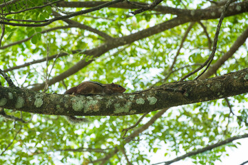 Squirrel