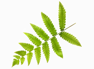 Fern leaf isolated on white