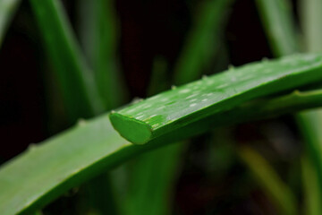 Aloe vera in the garden on black background
