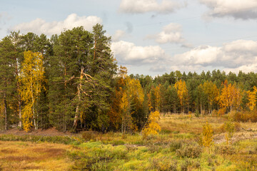 Fototapeta premium Autumn landscape with colorful trees in the forest