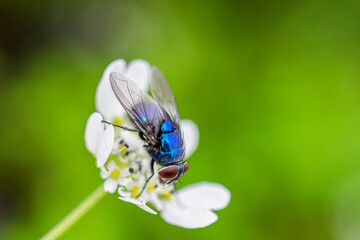 Garden Fly
