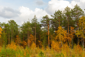 Autumn landscape with colorful trees in the forest