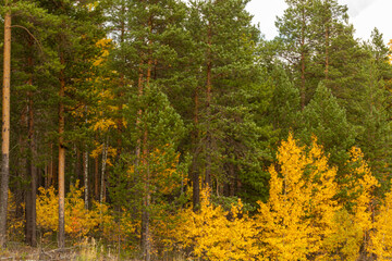 Autumn landscape with colorful trees in the forest
