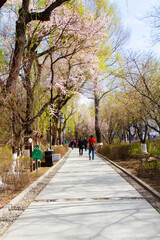 trail in a park in early Spring