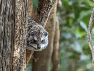 Tree Hyrax seen at Masai Mara,Kenya,Africa