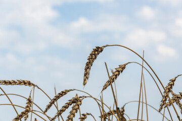 Ripe spikelets of wheat against the blue summer sky. Harvesting soon.
