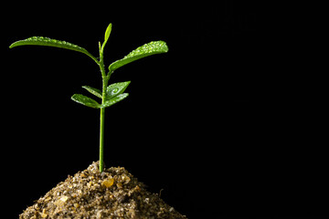 Take care of young plants as they grow