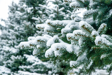 close-up of spruce branches under the snow in the park during a snowfall.  Natural snowy winter background.  Postcard, banner, fraer