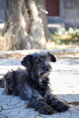 A cute homeless little dog lies on the road in the city street.