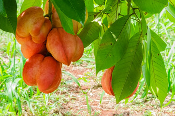 Bunch Of Four-Lobed Ackee Hanging