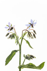 flower on the white background