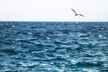 Naklejka premium seagulls flying over the sea
