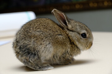 Bunny rabbit and carrot hands