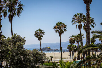 Fototapeta premium palm trees on the beach