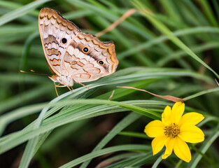 Fototapeta na wymiar Butterfly with yellow Flower