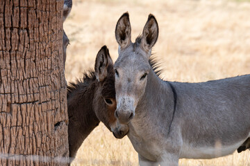 Wild donkeys in the Arizona desert