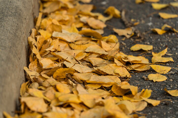 Brown leaves on a city walkway pavement and road in fall