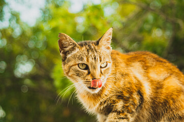 Wild street cat licks it lips
