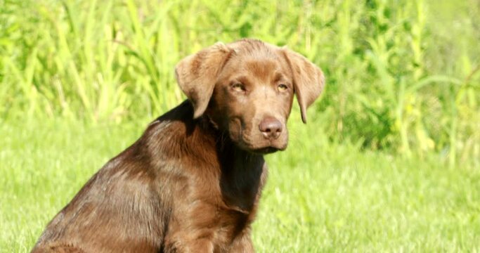 Beautiful, little labrador puppy. Little dog in the grass.