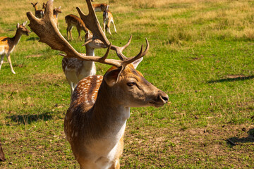 ein Damhirsch mit großem Geweih