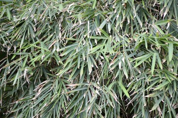 fresh green bamboo leaves in nature garden