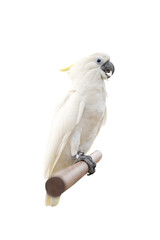 Cockatoo or cockatoo isolated on white background with clipping path