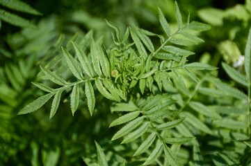 marigold tree in nature garden