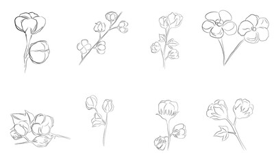 Cotton Flower Botanical Drawing Vector Set