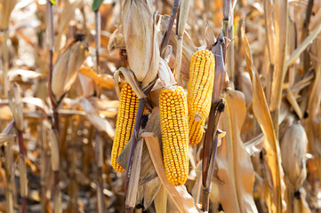 Closeup corn field on crop plant for harvesting.