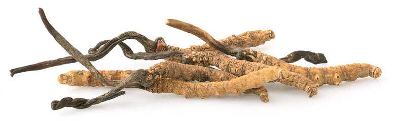 Ophiocordyceps sinensis (CHONG CAO, DONG CHONG XIA CAO) or mushroom cordyceps this is a herbs on white background.