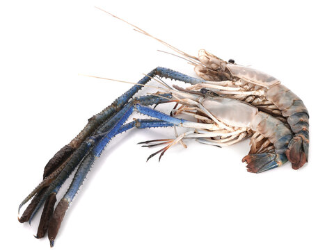 River prawn isolated on white background