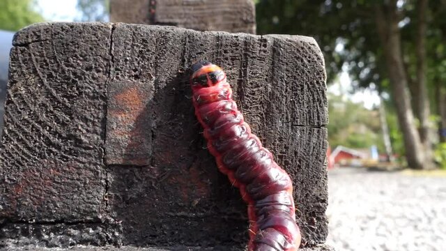 Small video featuring a large and long red earthworm on a wooden beam
