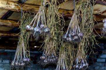 garlic from the garden